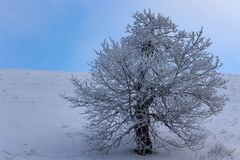 mein Freund der Baum ....lebt noch