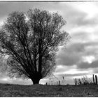 Mein Freund der Baum... - Mon ami l'arbre...