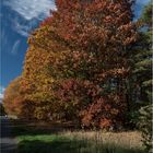 Mein Freund der Baum (Niederrhein 022) 