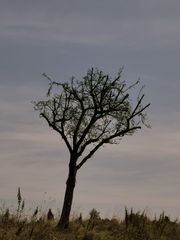 Mein Freund der Baum..... (Teil2)