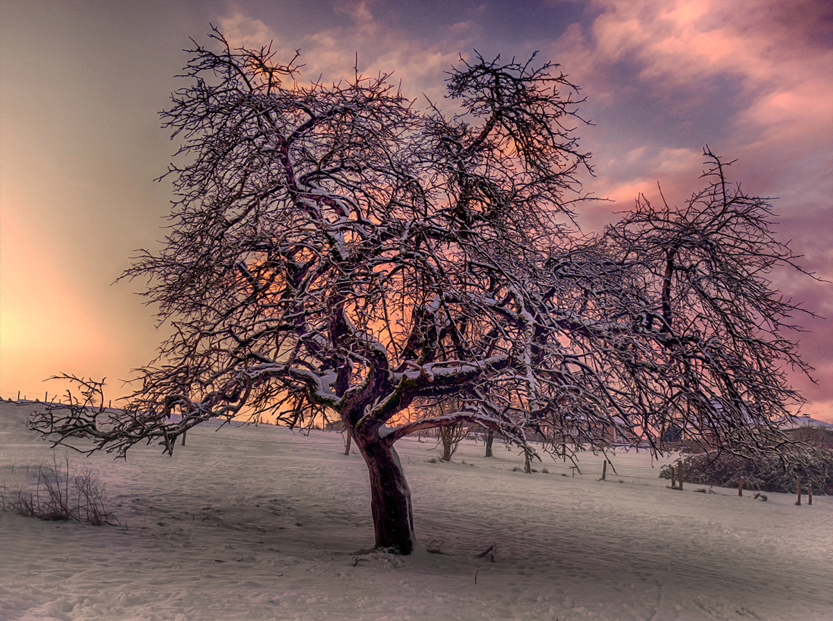 Mein Freund der Baum von Alexandra