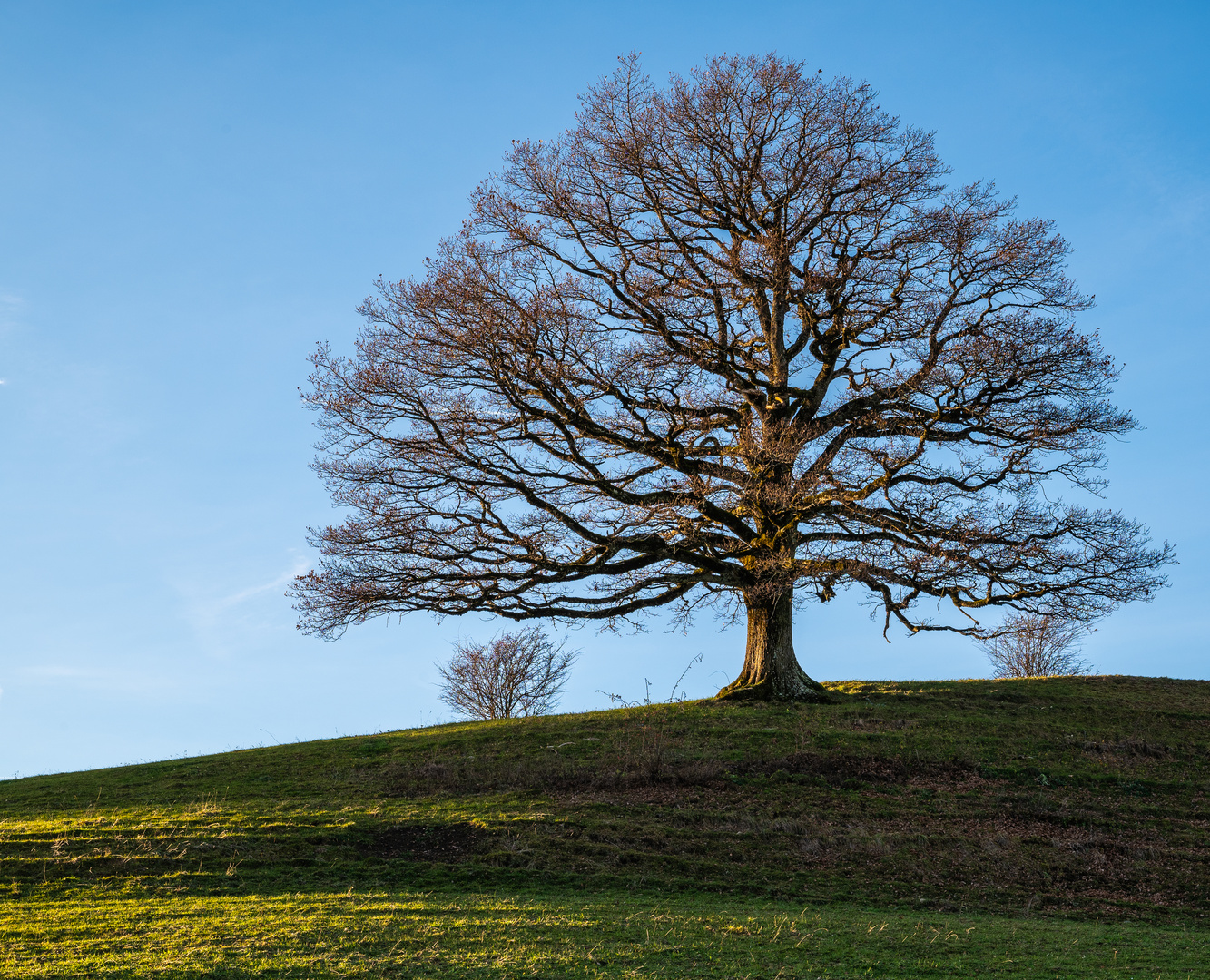 Mein Freund der Baum.1