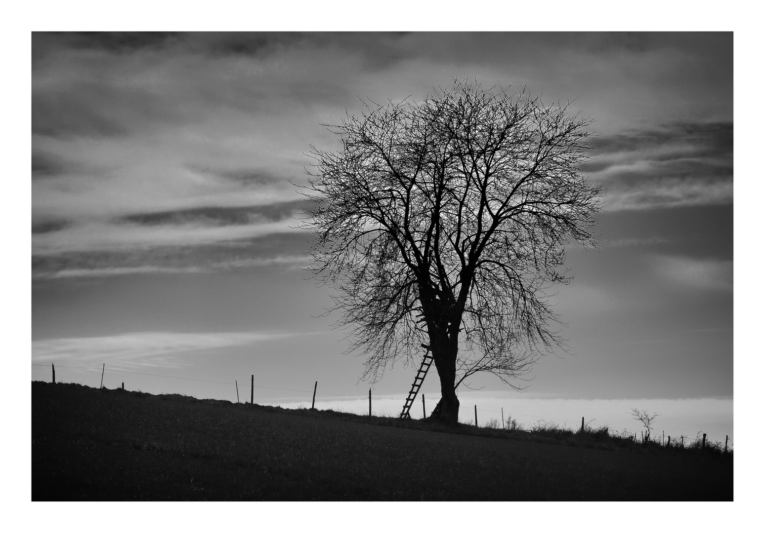 ..mein Freund, der Baum..III