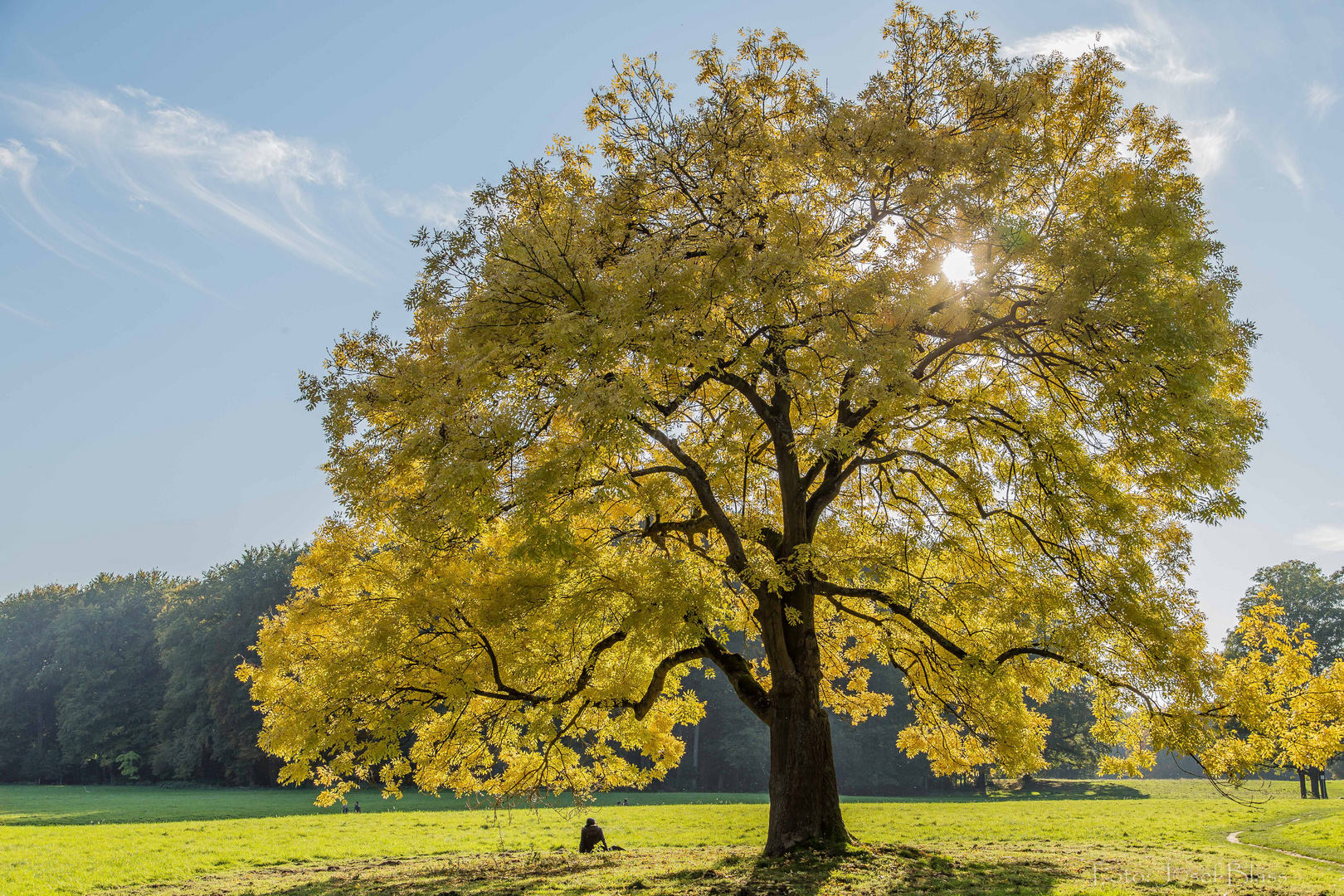 Mein Freund der Baum...lebt !!!