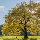 Mein Freund der Baum...lebt !!!