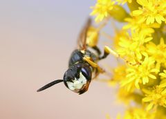 Mein Freund, der Bienenwolf!