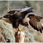 - Mein Freund der Bussard - (Buteo buteo )