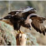 - Mein Freund der Bussard - (Buteo buteo )