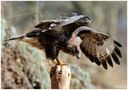 - Mein Freund der Bussard - (Buteo buteo ) von Wolfgang Zerbst - Naturfoto