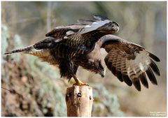 - Mein Freund der Bussard - (Buteo buteo )