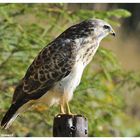 - Mein Freund der Bussard - ( Buteo buteo )