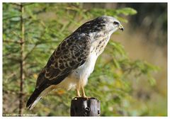 - Mein Freund der Bussard - ( Buteo buteo )