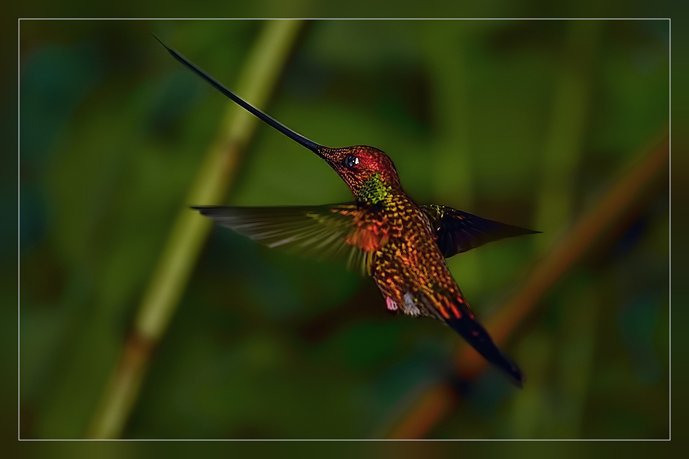 mein Freund der Colibri