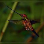 mein Freund der Colibri