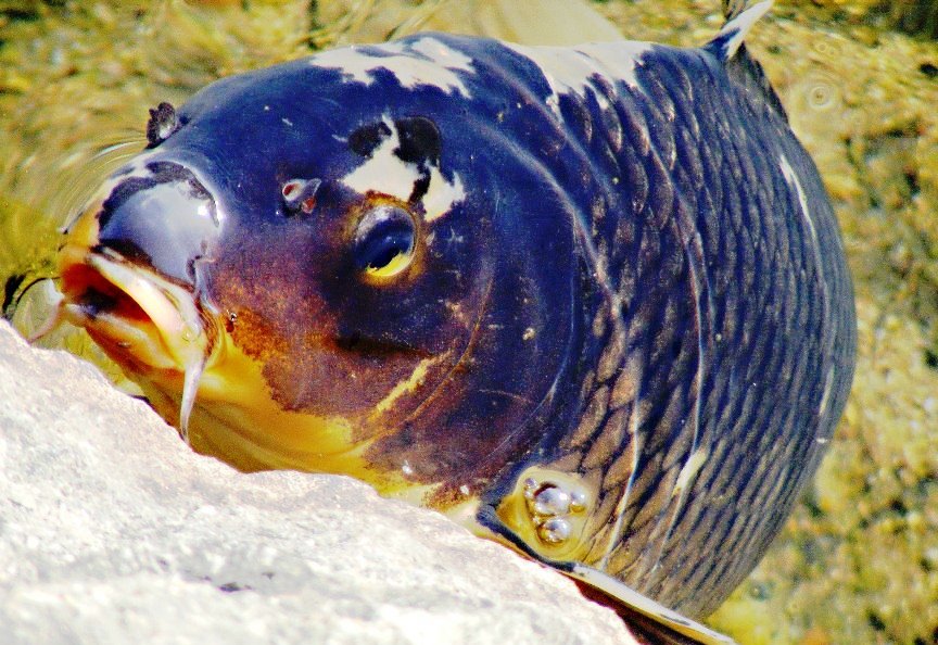 Mein Freund, der dicke Koi