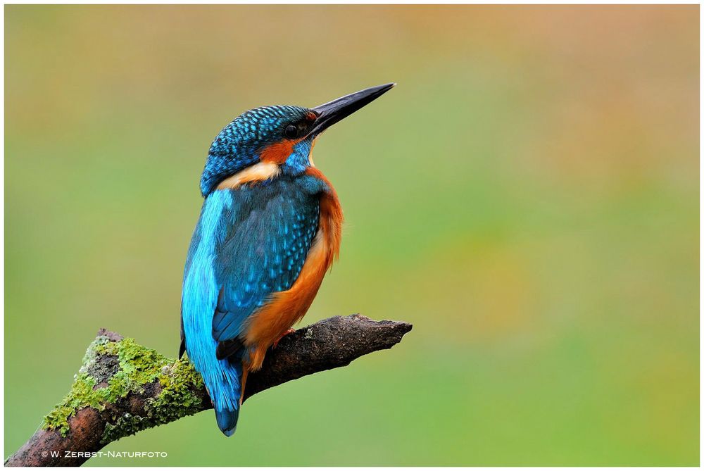 --- Mein Freund der Eisvogel --- Alcedo atthis )