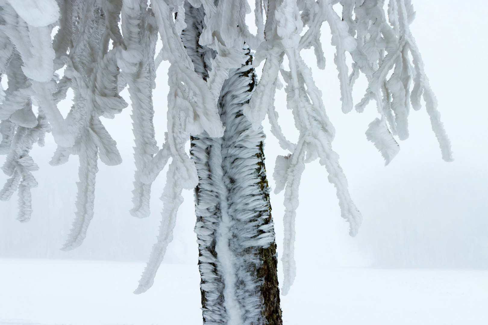 Mein Freund, der Eiszauberbaum