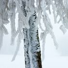 Mein Freund, der Eiszauberbaum