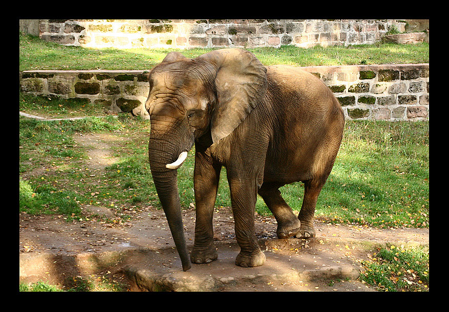 Mein Freund der Elefant