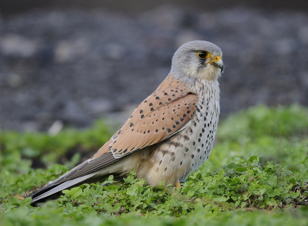 Mein Freund der Falke