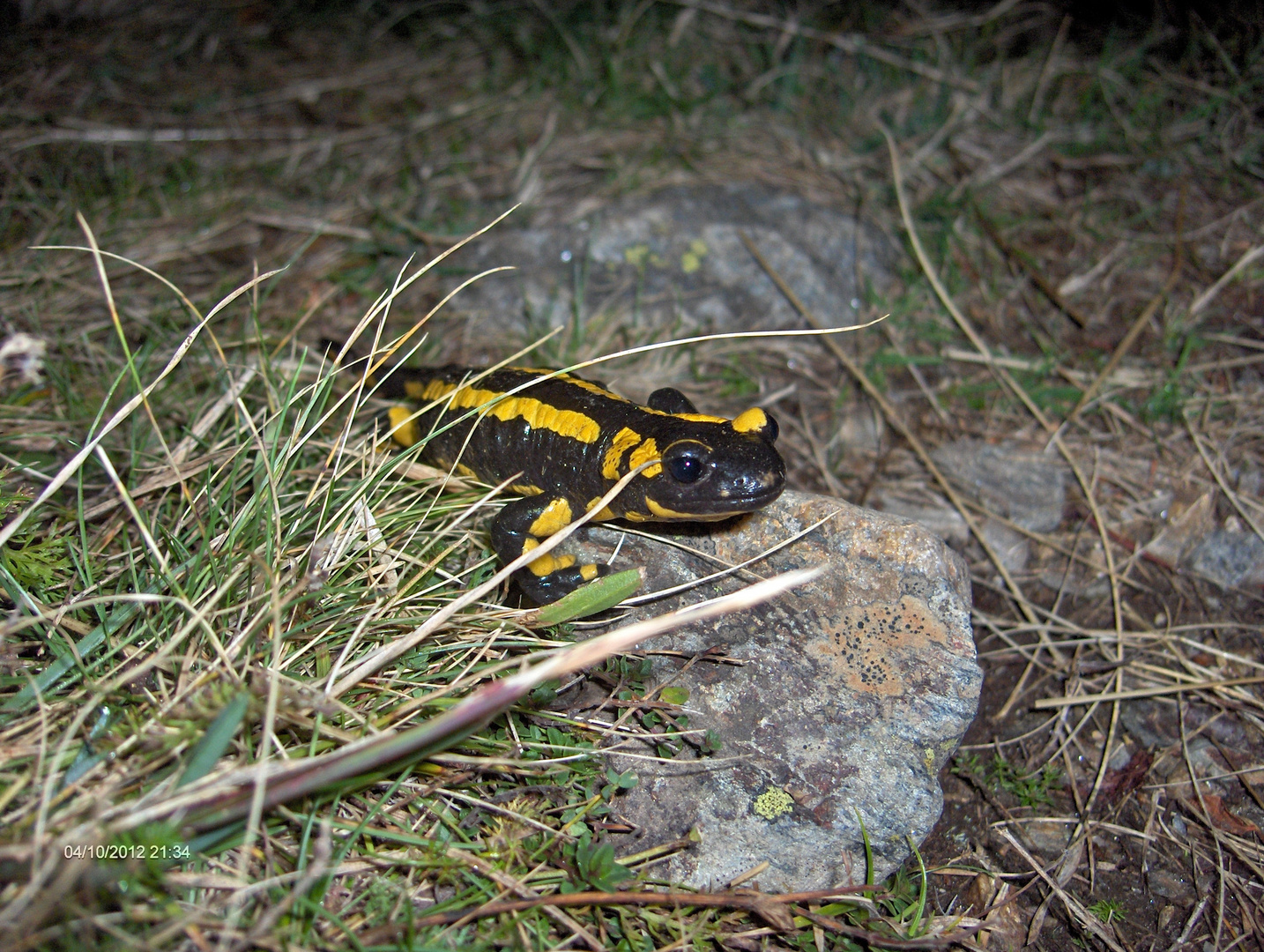 Mein Freund, der Feuersalamander