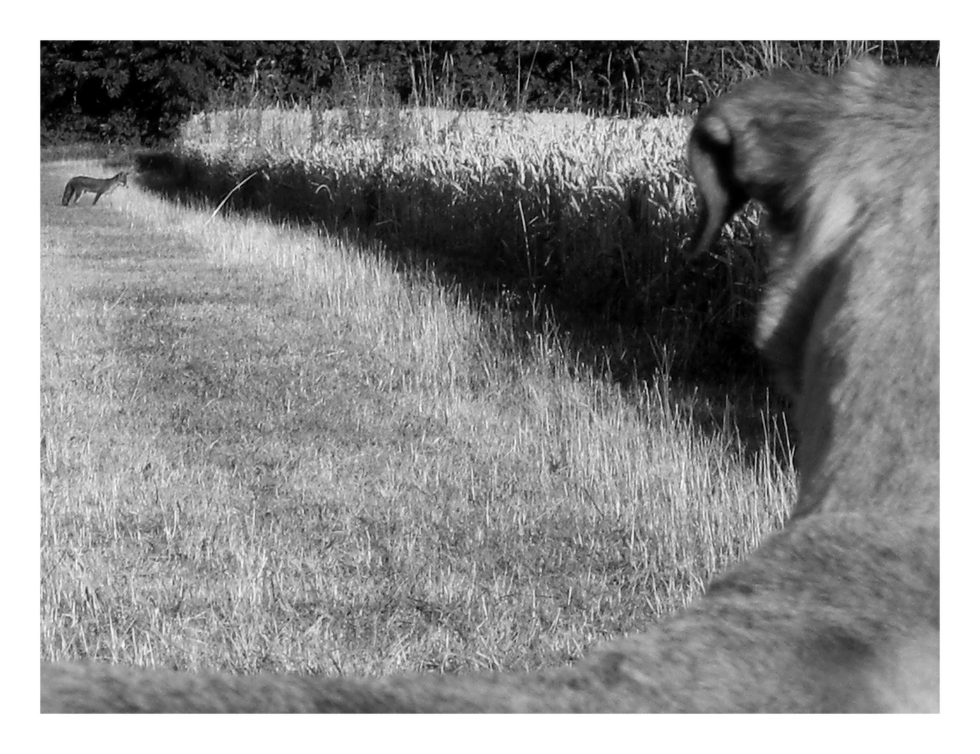 mein Freund der Fuchs