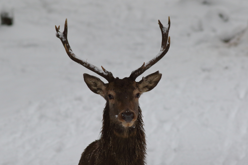 Mein Freund, der Hirsch