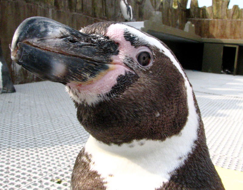 mein freund der humboldt pinguin