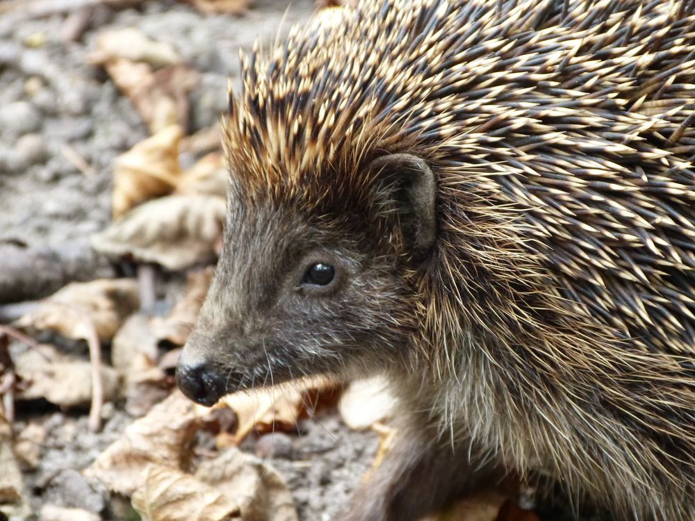 Mein Freund der Igel