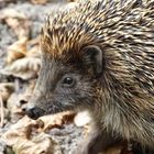 Mein Freund der Igel