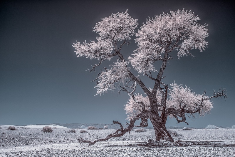 Mein Freund - der Kameldornbaum auf Tsondab Valley (Namibia)