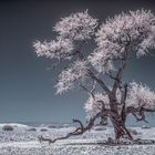 Mein Freund - der Kameldornbaum auf Tsondab Valley (Namibia)