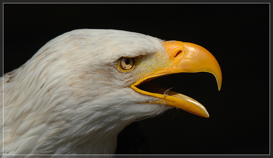 mein Freund der Kanadische Seeadler.......................