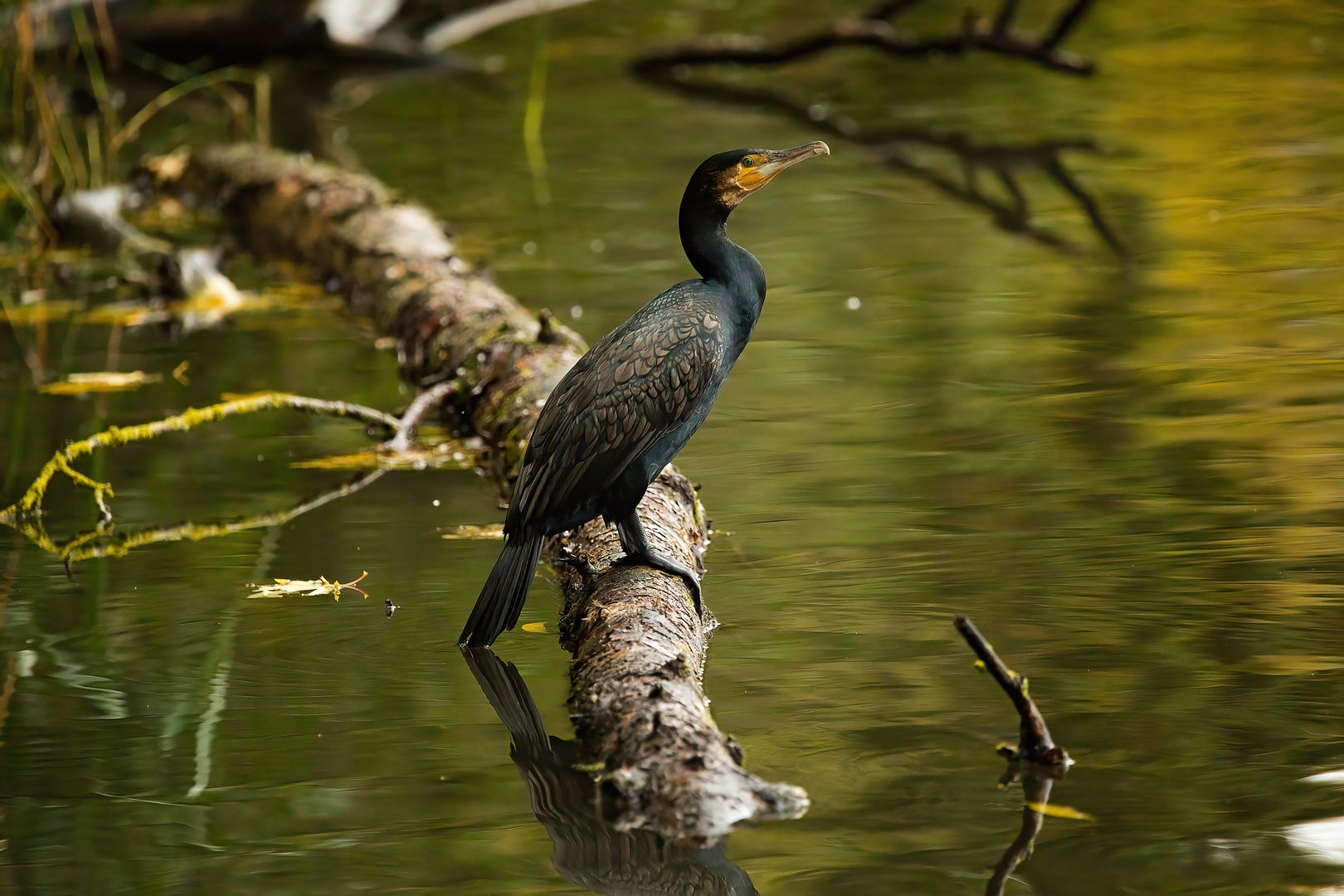 mein Freund, der Kormoran