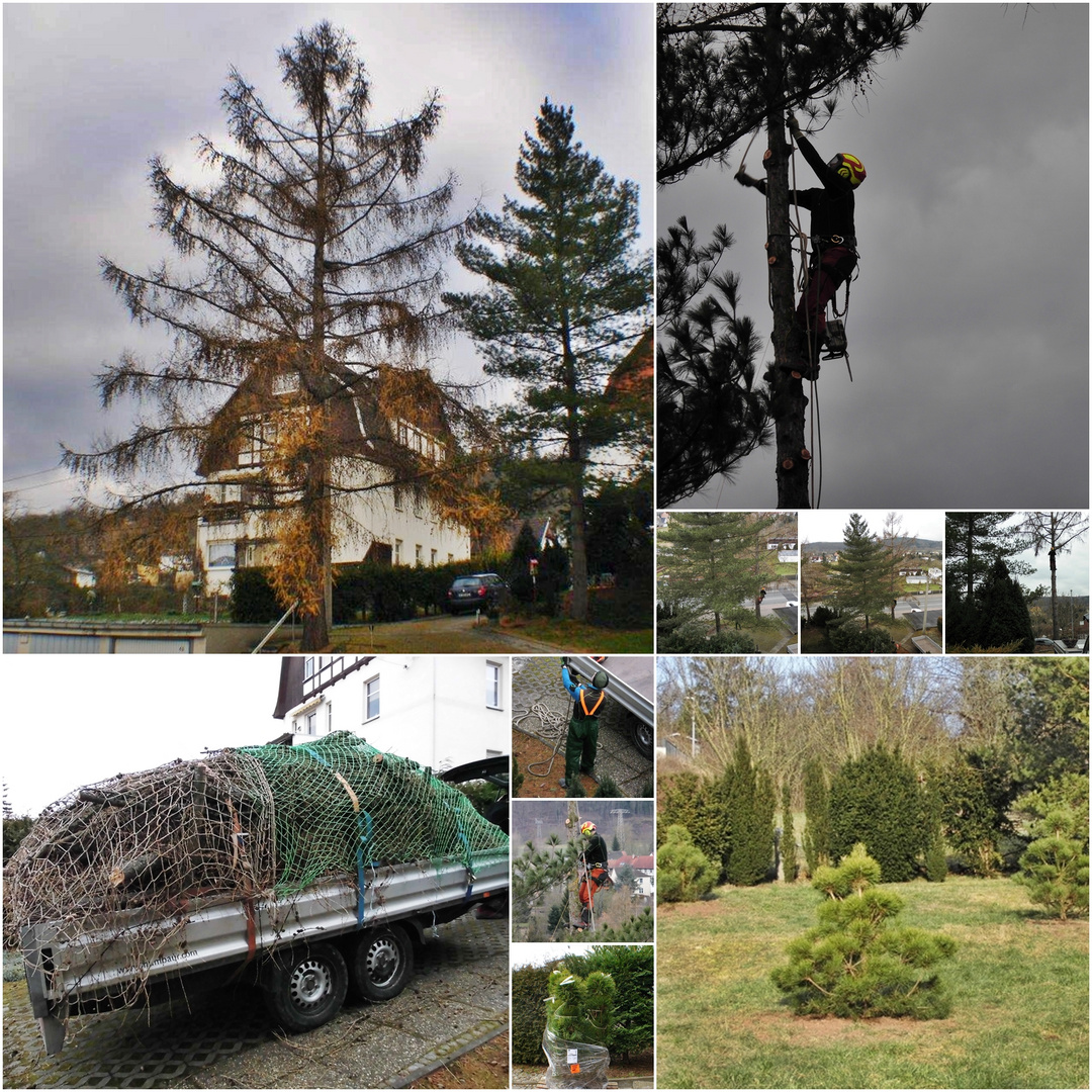 Mein Freund der Lärchen Baum musste gefällt werden