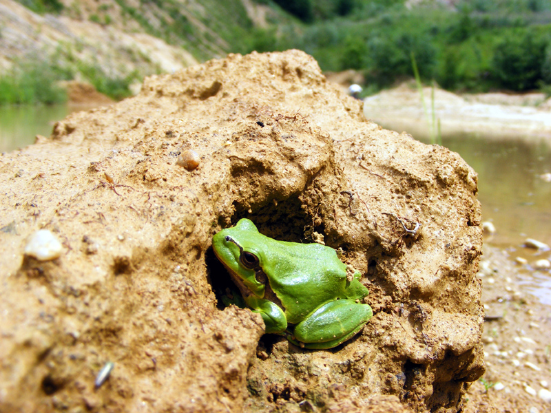 Mein Freund, der Laubfrosch