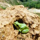 Mein Freund, der Laubfrosch