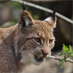 mein Freund, der Luchs