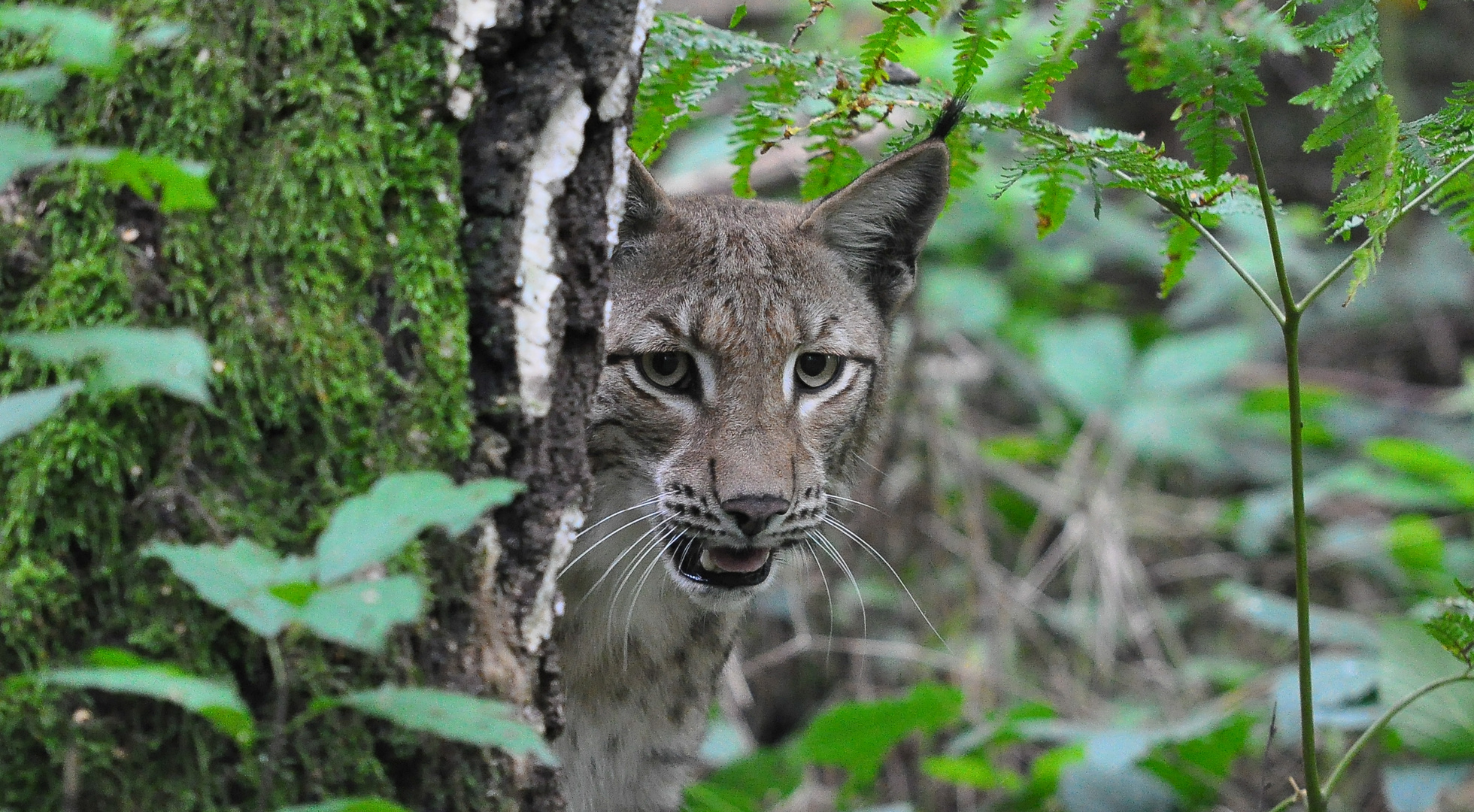 Mein Freund, der Luchs