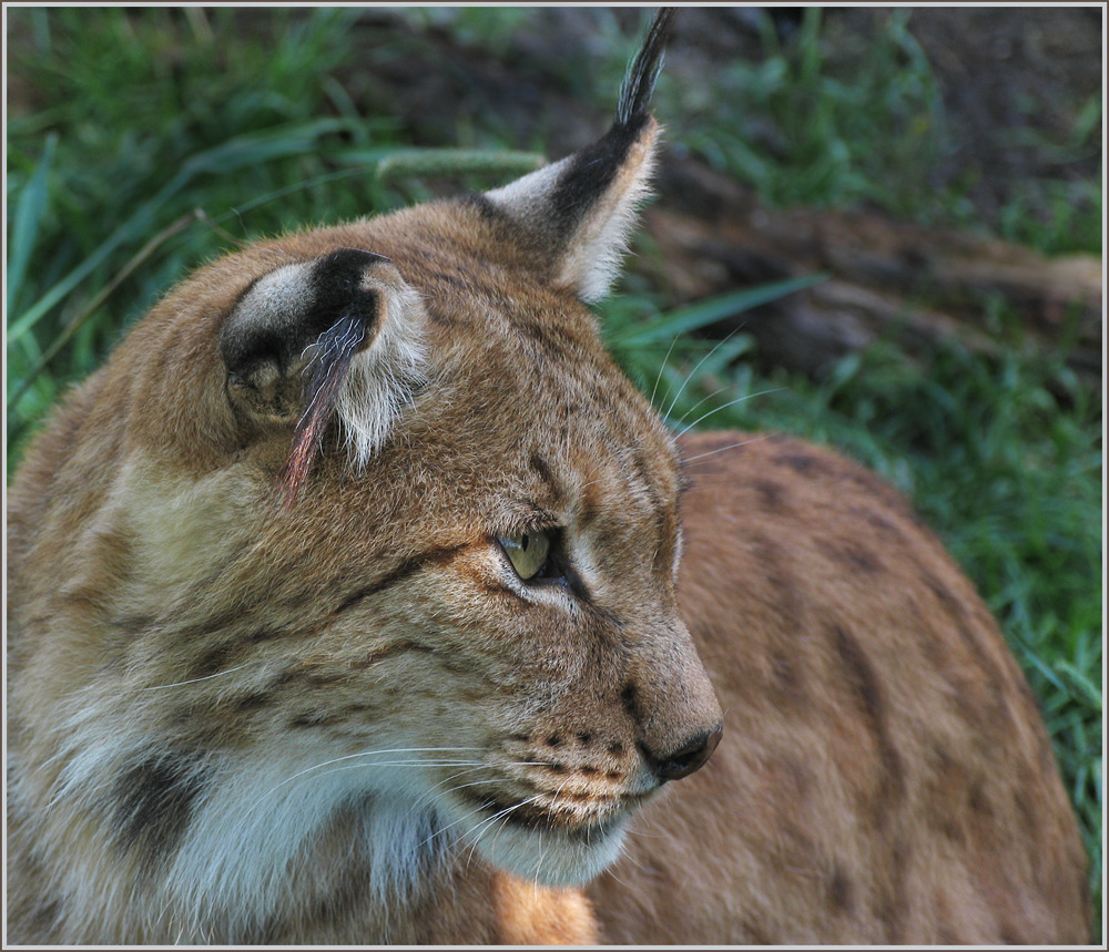 mein Freund, der Luchs !