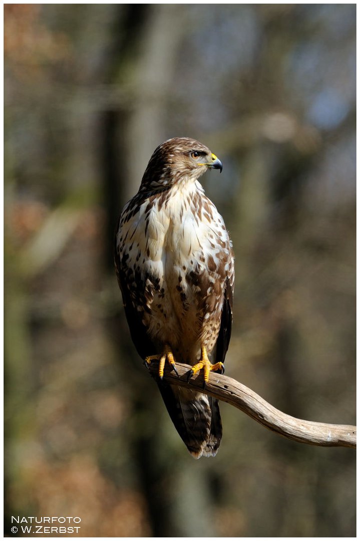 - Mein Freund der Mäusebussard - ( Buteo buteo )