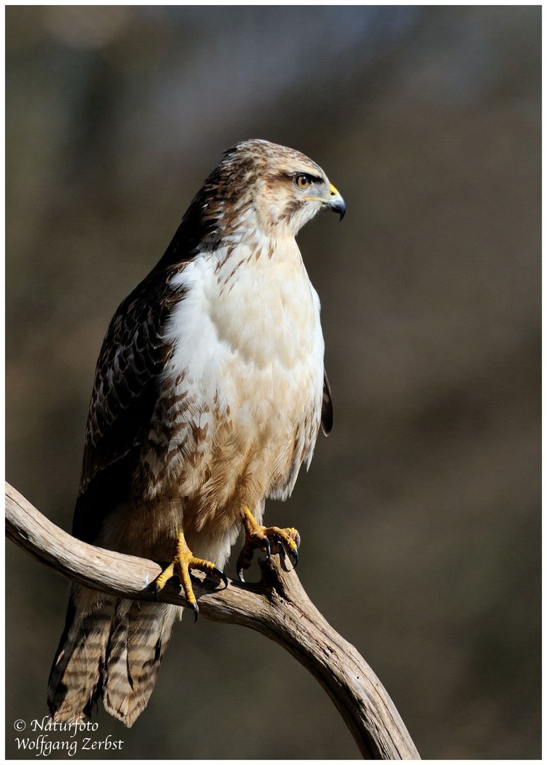 --- Mein Freund der Mäusebussard --- ( Buteo buteo )