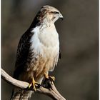 --- Mein Freund der Mäusebussard --- ( Buteo buteo )