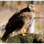 -- Mein Freund der Mäusebussard -- ( Buteo buteo )