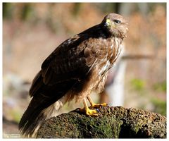 -- Mein Freund der Mäusebussard -- ( Buteo buteo )