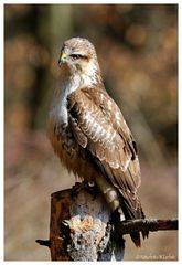 - Mein Freund der Mäusebussard - ( Buteo buteo )