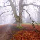 Mein Freund - der Nebel...