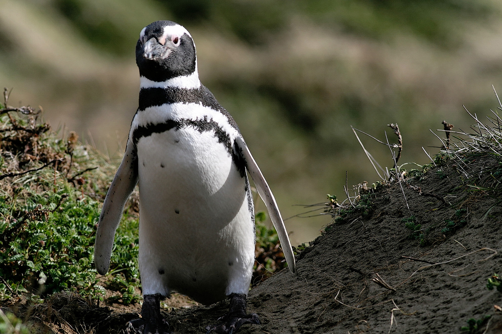 mein Freund der Pinguin