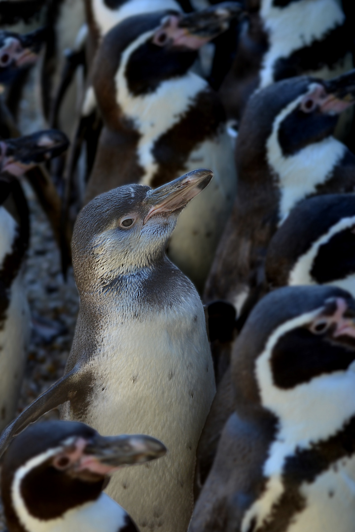 Mein Freund der Pinguin II