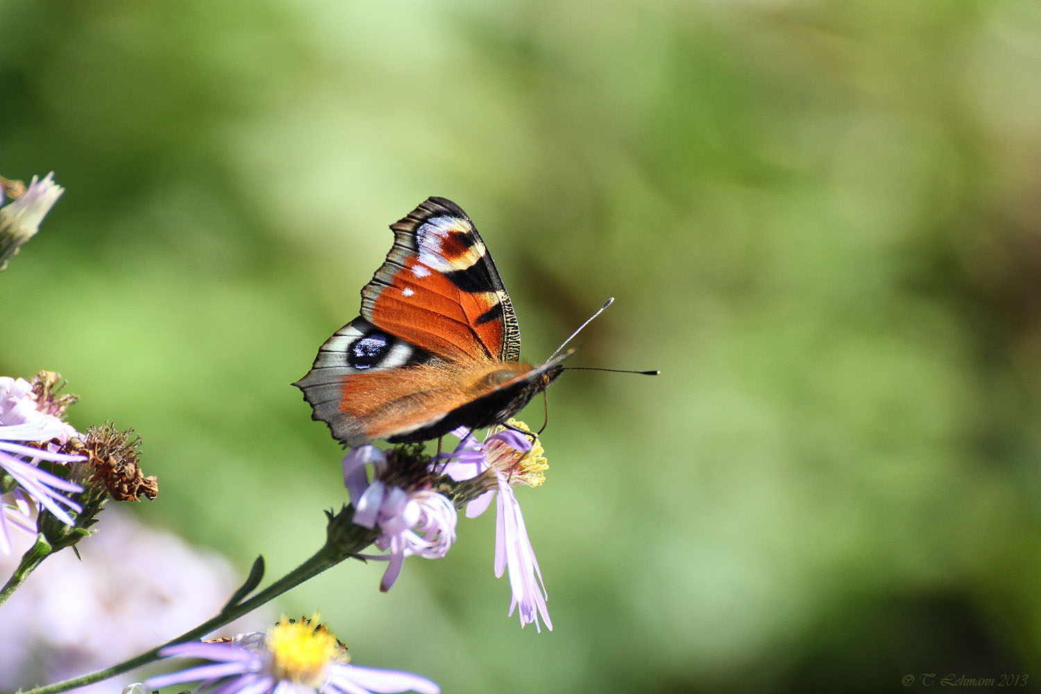 Mein Freund der Schmetterling